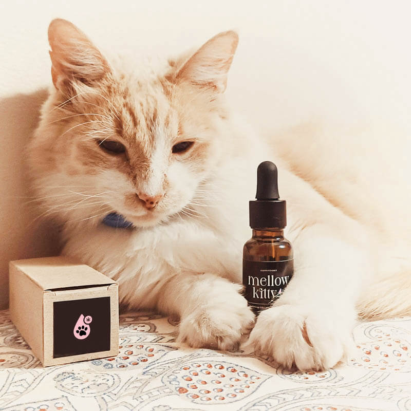 Calming drops for cats using South African-grown CBD oil – Mellow Kitty product photo