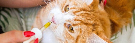 South African pet owner giving CBD oil to a relaxed cat or dog at home