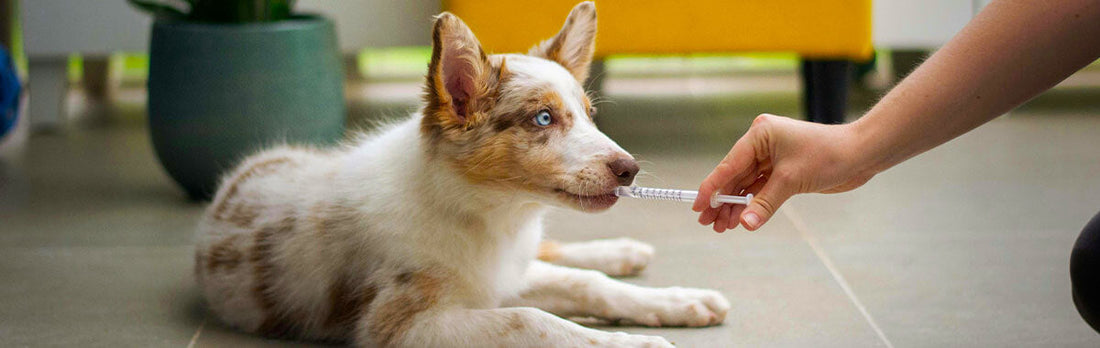 Pet CBD as a gentle alternative to prescription meds for dogs and cats in South Africa