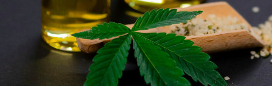 Organic hemp plant grown in South Africa for natural pet CBD oil