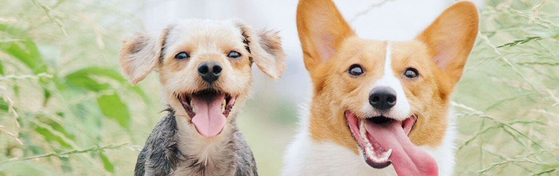 Joyful dogs running in a sunny Cape Town field — thriving with CBD support