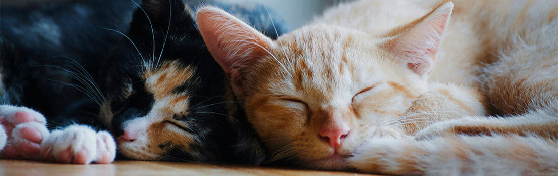 South African pets living a vibrant, relaxed life thanks to consistent CBD use