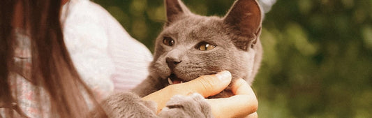 #1 The Meaning of Wild & Soft