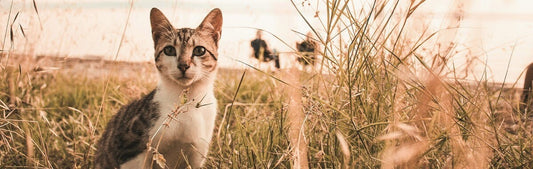 #5 When Noticing Becomes Meaning