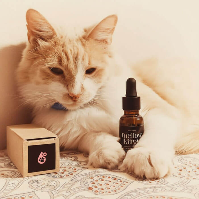 Calming drops for cats using South African-grown CBD oil – Mellow Kitty product photo
